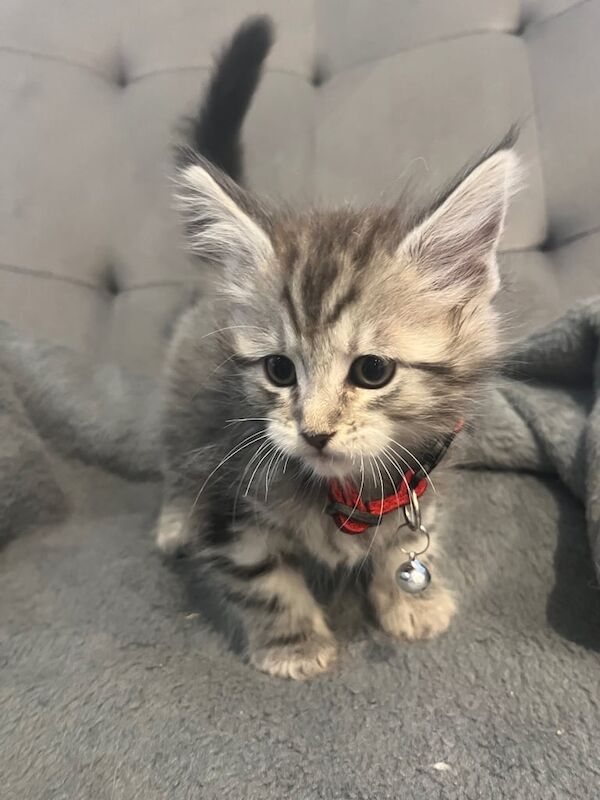 maine-coon-cross-kittens-11088-67b169cd062700.660507910
