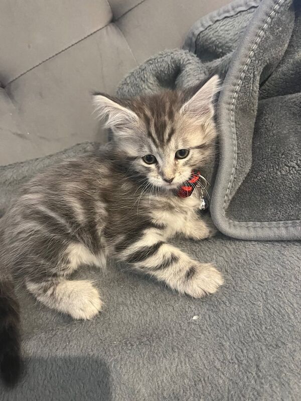 maine-coon-cross-kittens-11088-67b169ce034627.264449452